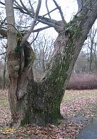 3. Dezember 2009 - in Braunfels steht der älteste Ginkgo von Hessen